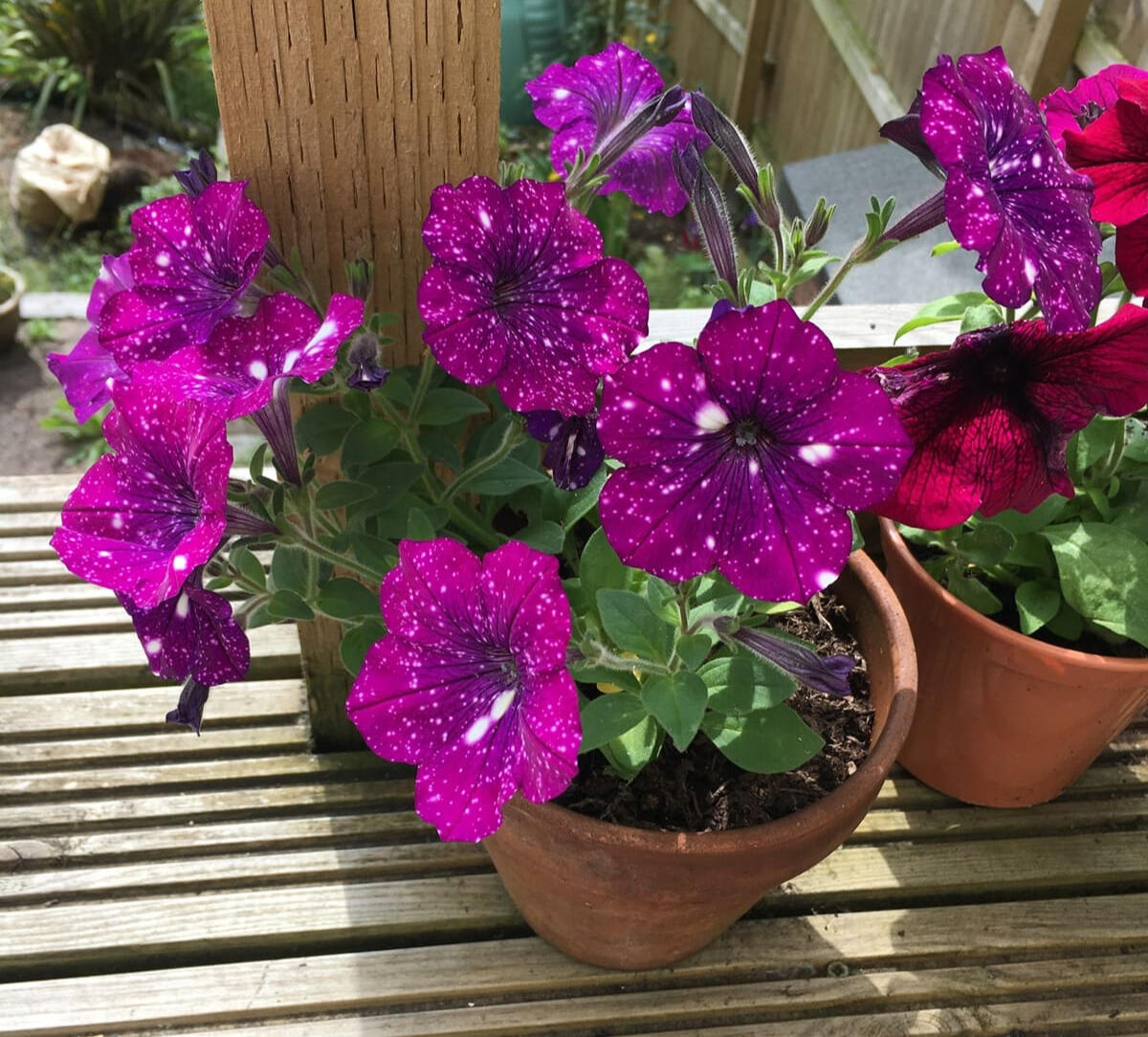 Cosmic Flowers